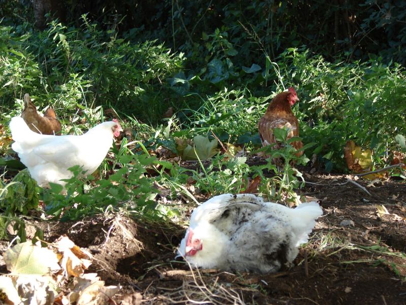 Nos poules découvrent le compost bio