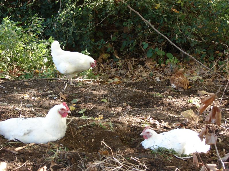 3 poules blanches qui picorent du compost
